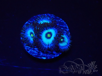 WYSIWYG - Zoanthus Frozen Nebula 2T17