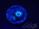 WYSIWYG - Zoanthus Frozen Nebula 2T18