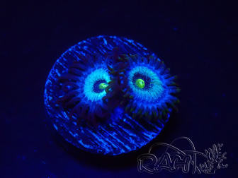 WYSIWYG - Zoanthus Frozen Nebula 2T19