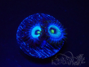WYSIWYG - Zoanthus Frozen Nebula 2T19