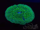WYSIWYG - RAH Lobactis scutaria Blue/Green Tentacles élevage RAH 1 ( 7 cm)