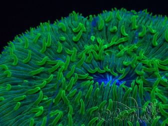 WYSIWYG - RAH Lobactis scutaria Blue/Green Tentacles élevage RAH 1 ( 7 cm)