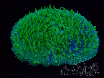 WYSIWYG - RAH Lobactis scutaria Blue/Green Tentacles élevage RAH 4 (7 cm)