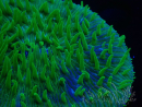 WYSIWYG - RAH Lobactis scutaria Blue/Green Tentacles élevage RAH 4 (7 cm)