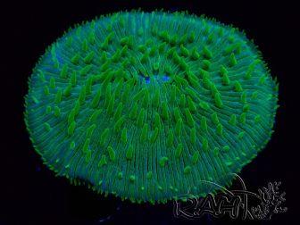 WYSIWYG - RAH Lobactis scutaria Blue/Green Tentacles Breeding RAH 5 (5.5 cm)