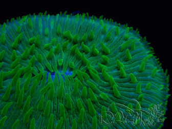 WYSIWYG - RAH Lobactis scutaria Blue/Green Tentacles élevage RAH 5 (5.5 cm)
