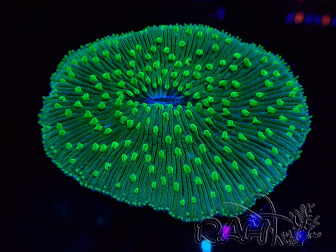 WYSIWYG - RAH Lobactis scutaria Blue/Green Tentacles Zucht RAH 9 (6 cm)