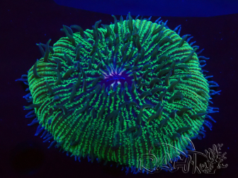 WYSIWYG - RAH Fungia fungites élevage RAH 1 (7 cm)
