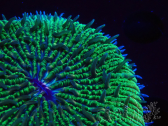 WYSIWYG - RAH Fungia fungites élevage RAH 1 (7 cm)