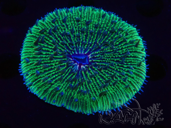 WYSIWYG - RAH Fungia fungites élevage RAH 2 (6 cm)