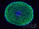 WYSIWYG - RAH Fungia fungites élevage RAH 2 (6 cm)