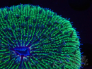 WYSIWYG - RAH Fungia fungites Zucht RAH 2 (6 cm)