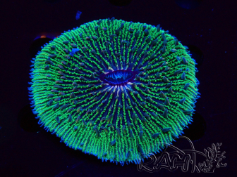 WYSIWYG - RAH Fungia fungites élevage RAH 5 (6.5 cm)
