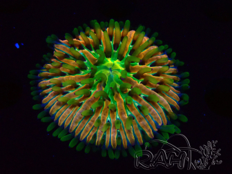 WYSIWYG- RAH Heliofungia fralinae 1 (Esqueleto 4.5 cm)
