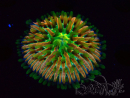WYSIWYG- RAH Heliofungia fralinae 1 (Skeleton 4.5 cm)