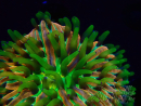WYSIWYG- RAH Heliofungia fralinae 2 (Esqueleto 4 cm)
