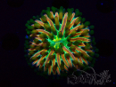 WYSIWYG- RAH Heliofungia fralinae 3 (Skeleton 4 cm)