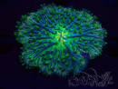 WYSIWYG- RAH Heliofungia fralinae 5 (Skeleton 4 cm)