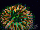 WYSIWYG- RAH Heliofungia fralinae 29 (Skelett 3.5 cm)