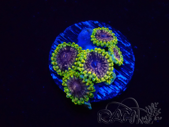 WYSIWYG - RAH Zoanthus Space Yoda 30A7