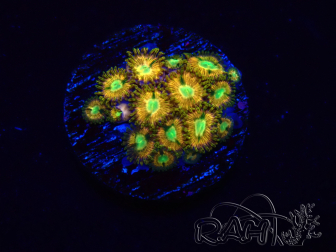 WYSIWYG - RAH Zoanthus Golden Mirage 30B8