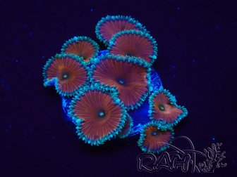 WYSIWYG - Protopalythoa red death 30D1
