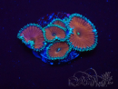 WYSIWYG - Protopalythoa red death 30D2
