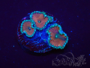 WYSIWYG - Protopalythoa red death 30D3