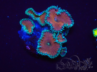 WYSIWYG - Protopalythoa red death 30D4