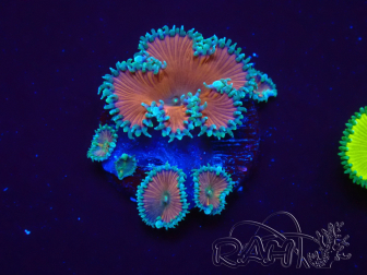WYSIWYG - Protopalythoa red death 30D5