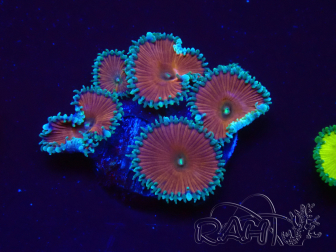 WYSIWYG - Protopalythoa red death 30D8