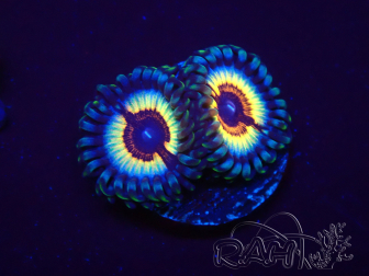 WYSIWYG Zoanthus Vampire In Drag 30F3