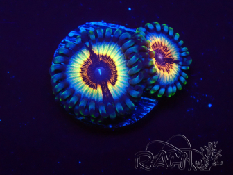 WYSIWYG Zoanthus Vampire In Drag 30F4