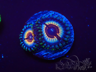 WYSIWYG Zoanthus Vampire In Drag 30F5