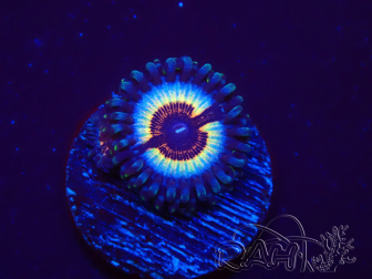 WYSIWYG Zoanthus Vampire In Drag 30F9