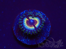WYSIWYG Zoanthus Vampire In Drag 30F10