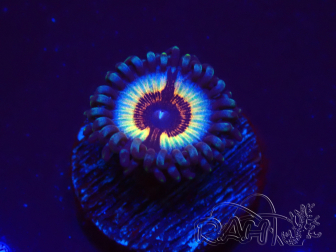 WYSIWYG Zoanthus Vampire In Drag 30F12