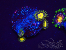 WYSIWYG - Zoanthus Tutti Fruity 30I8