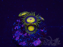 WYSIWYG - Zoanthus Tutti Fruity 30I11