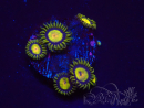 WYSIWYG - Zoanthus Tutti Fruity 30I12