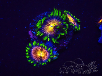WYSIWYG - WWC Nirvana Palythoa 30J2