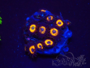 WYSIWYG - Zoanthus Johnny's Pumpkin Seed 30K11