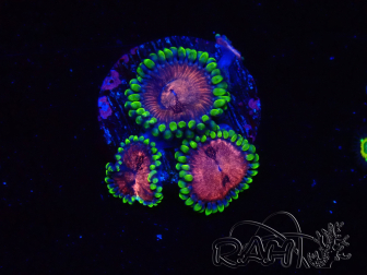 WYSIWYG - Zoanthus Space Monster 30L2