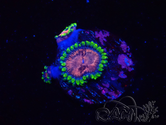 WYSIWYG - Zoanthus Space Monster 30L3