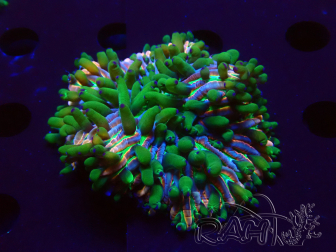 WYSIWYG- RAH Heliofungia fralinae 29 (Skelett 3.5 cm)