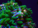WYSIWYG- RAH Heliofungia fralinae 29 (Skelett 3.5 cm)