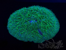 WYSIWYG - RAH Lobactis scutaria Blue/Green Tentacles élevage RAH 1 ( 7 cm)