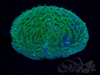 WYSIWYG - RAH Lobactis scutaria Blue/Green Tentacles élevage RAH 4 (7 cm)