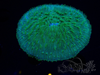 WYSIWYG - RAH Lobactis scutaria Blue/Green Tentacles élevage RAH 5 (5.5 cm)
