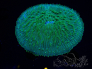 WYSIWYG - RAH Lobactis scutaria Blue/Green Tentacles élevage RAH 5 (5.5 cm)